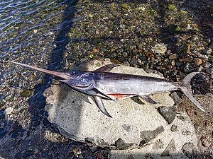 Ein frisch gefangener Schwertfisch, der im Restaurant Delfinia in Akrotiri serviert wurde. (c) Tobias Schorr
